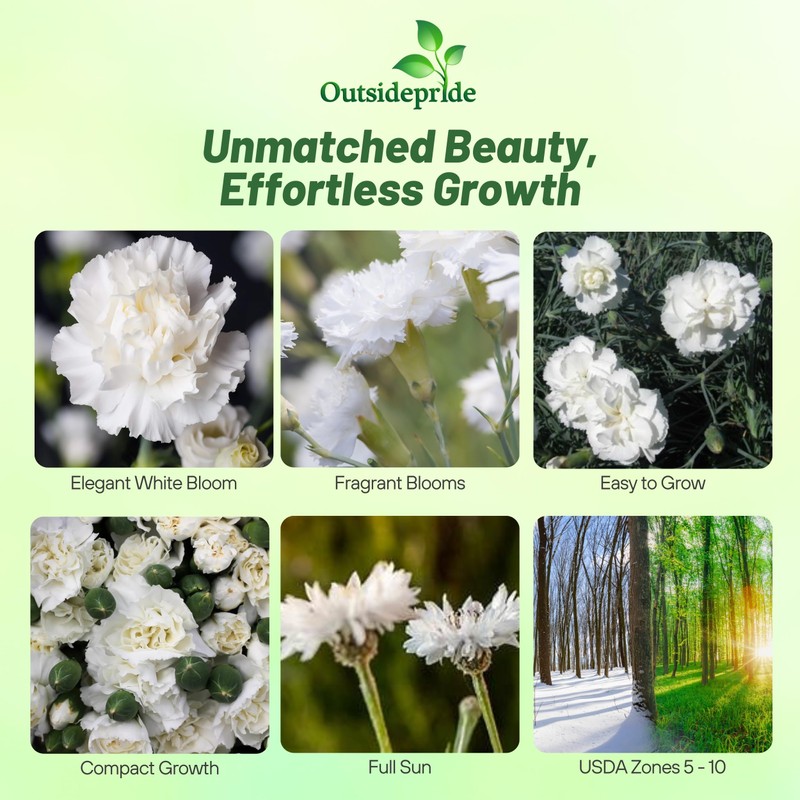 Outsidepride White Carnation Seeds - 2000 Pcs Biennial, Easy to
