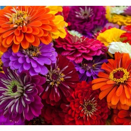 Axel's Garden Seeds California Giant Zinnia Flower Seeds | Non-GMO | Fresh Annual Flower Seeds - 10 Seeds