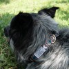 Hooey Nomad Dog Collar, Durable Polyester Webbing Collar with Graphic-Inspired