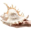 Large White Murex Ramosus Natural Conch Seashell Rare Real Aquarium