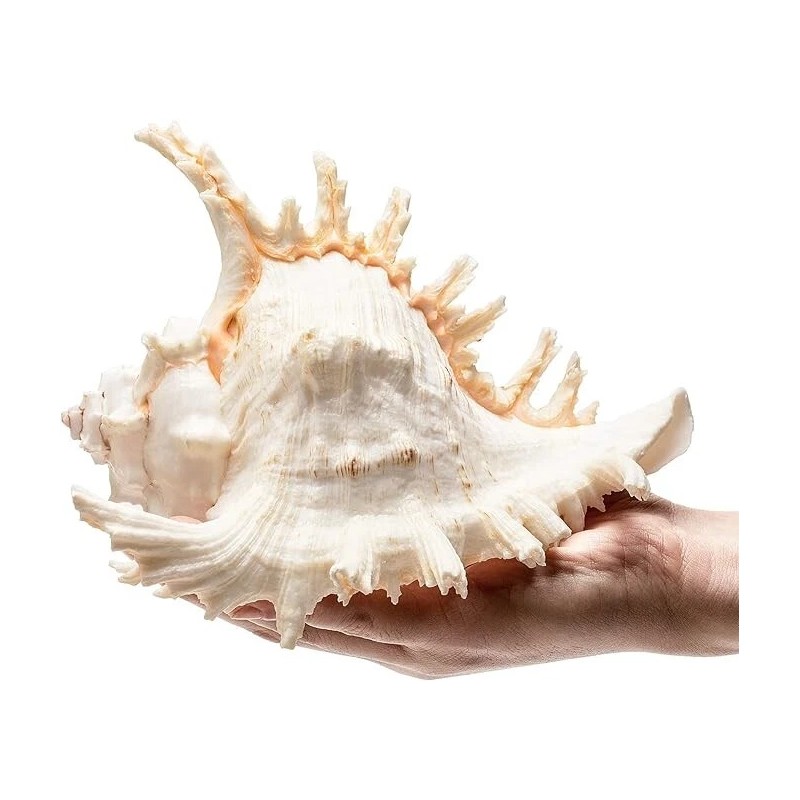 Large White Murex Ramosus Natural Conch Seashell Rare Real Aquarium