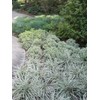 Aztec Grass - 20 Live Plants - Variegated Liriope -
