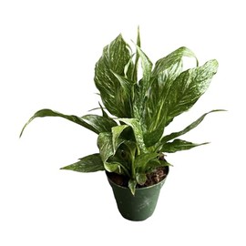 Hopewind Plants Shop Spathyphyllium Domino - Variegated Peace Lily - Unique and Gorgeous Live Indoor Plant, 4 inch Pot