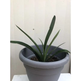 Clivia, Bush Lily Clivia Miniata Plants Bush Lily Orange Flowers 8 Leaves Ready to Plant No Pot