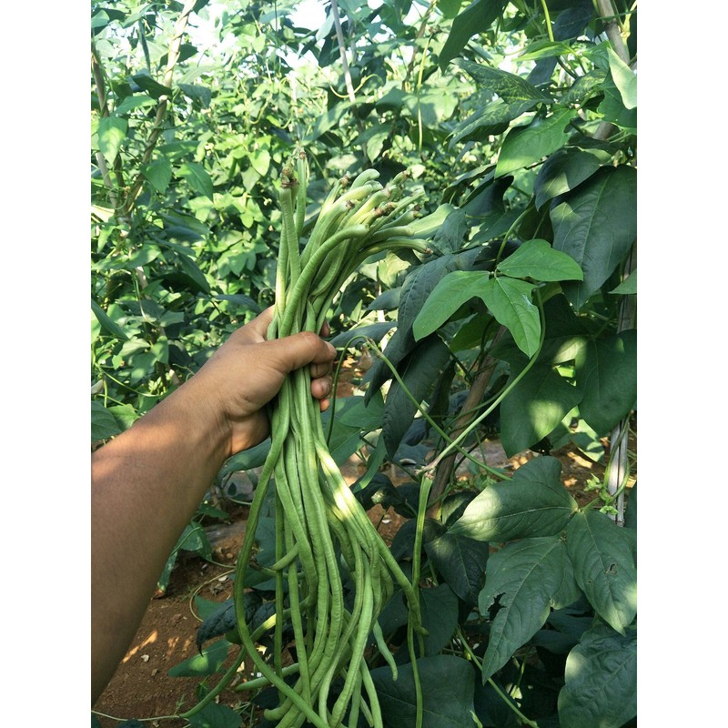 MOCCUROD 30+ Yard Long Bean Seeds Asian Vegetable Long Bean
