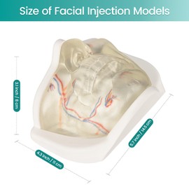 Injection Lower Face Training Model, Transparent Facial Injection Model with Simulated Blood Vessels, Injection Practice Kit for Teaching Medical Students Doctors, Estheticians, Microplasty
