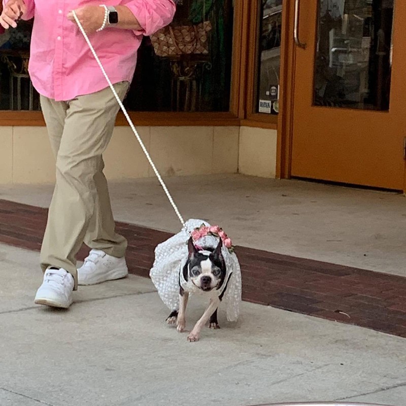 Cdycam 120cm 4ft Custom Pearls Beaded Pet Dog Cat Training
