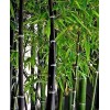 CZ GRAIN 150 Rare Black Bamboo Seeds to Grow Black