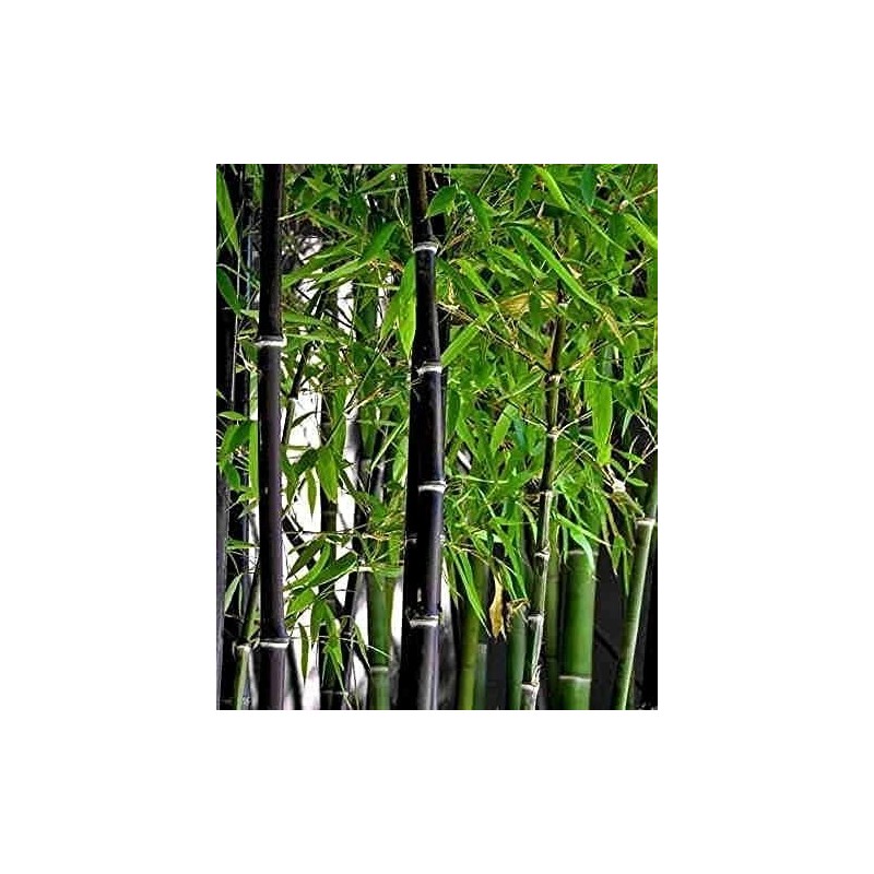 CZ GRAIN 150 Rare Black Bamboo Seeds to Grow Black