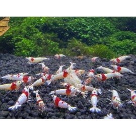 Jungle Aquashrimp Snow Flakes Shrimp Food 50g Crystal Cherry Shrimp Invert Crays (50g)