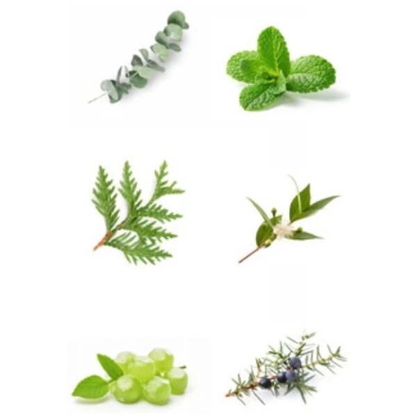 EvesDay Breath Easy Essential Oil Blend