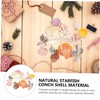 Parliky DIY Shells Craft Kit Natural Conch Large Seashells for