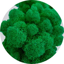 WDSLO Preserved Reindeer Moss 2 oz/Decorative Moss for Potted Plants, Orchids, Terrariums, Fairy Gardens, Home Decor, Wedding Decor, Dried Natural Lichen/Moss Art Wall Decor (Forest Green)