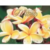 The Islander Group 2026 CALENDAR - HAWAIIAN FLOWERS