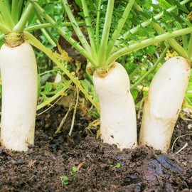 TomorrowSeeds - Daikon Radish Seeds - 100+ Count - For 2025 Planting Japanese Winter White Carrot Korean Mu Mooli Oriental Lo Pue Chinese Luobo Heirloom Vegetable Grow Your Own Home Farm Patio Healthy