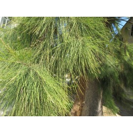 Georgiavines Casuarina equisetifolia Coastal She-Oak Tree Horsetail She-Oak 30 seeds