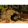 Exo Terra Cave Tortoises