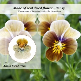 ALJ Brown Dried Pressed Pansy Flowers for Resin Crafts, 60PCS Natural Real Dry Pansy Flower for Resin Jewelry Candle Card Soap Making Scrapbooking DIY Art Crafts Painting Decoration