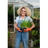 Donkey Works Gardening Gloves, Multifunctional Gloves for Gardening, DIY, Housework,