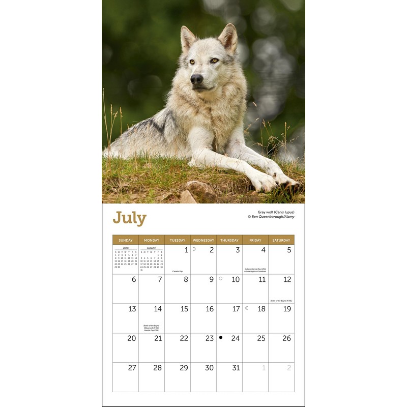 Wolves Mini Wall Calendar 2025, 7" x 7"
