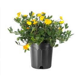 EcoTurf Perennial Peanut Grass | 1 Large Gallon Size Plant | Arachis Glabrata | Live Ground Cover for Sustainable Landscaping, Drought-Tolerant