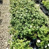 Cloud 10™ White Climbing Rose - Live Plant - (1