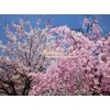 Artificial Falling Cherry Blossoms, for School Entrance and Flower Viewing