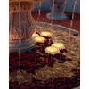 Auemaniliy 48-Pack 2” Floating Candle, 200 Hour Water Activated Warm