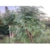 Fresh Moringa Oleifera Leaves 100% Organic Florida Grown USA 3.5