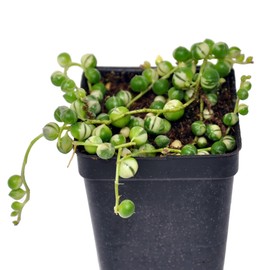 Senecio rowleyanus 'Variegata', Variegated String of Pearls, Succulent houseplant, Colorful and Bead-Like Foliage, ContainerSize: 3" (2.6x3.5)