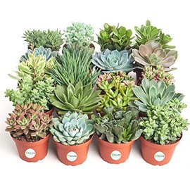 Shop Succulents | Wedding Collection | Assorted Bulk Succulent Plants Live | Medium Succulents Rooted in 4 Inch Pots for Favors, Bouquets, and Decor