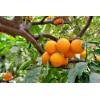 Tree 3 California Navel Orange Fruit Tree Cuttings 6-8 inches for Rooting/Grafting