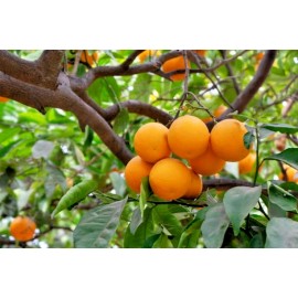 Tree 3 California Navel Orange Fruit Tree Cuttings 6-8 inches for Rooting/Grafting