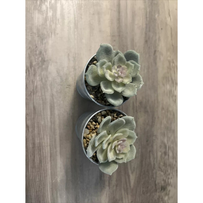Unbranded Fake Plants