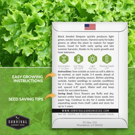 Black Seeded Simpson Lettuce Seed for Planting - 1 Packet with Instructions to Plant Easy to Grow Salad Greens in Your Home Vegetable Garden - Non-GMO Heirloom Variety - Survival Garden Seeds