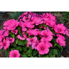 1oz Pink Tree Mallow Flower Seeds Lavatera trimestris (Approx 4300 Seeds)