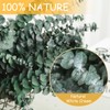 22 PCS Dried Eucalyptus Bundle for Shower - 17" Large