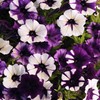 Outsidepride Purple Tie Dye Shock Wave Petunia Seeds - 30
