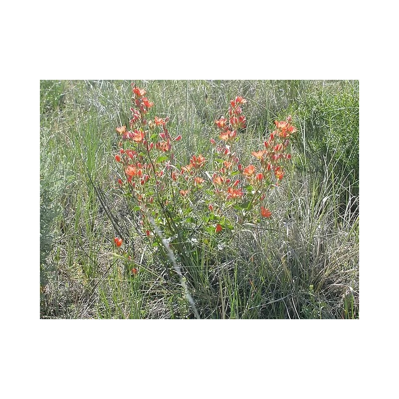 Sphaeralcea munroana | Munro's Globemallow | 20 Seeds