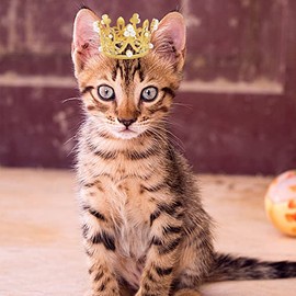 PET SHOW 2 piezas de corona de perro pequeño con diadema para fiesta de cumpleaños, plata y oro, diamantes de imitación, corona de perlas de imitación para niño y niña, accesorios para el cabello, accesorios para fotos, disfraz de perros medianos y grandes (S)