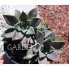 Ghost Plant Graptopetalum Pentandrum Superbum Flowering Succulent Rooted 2" Pot