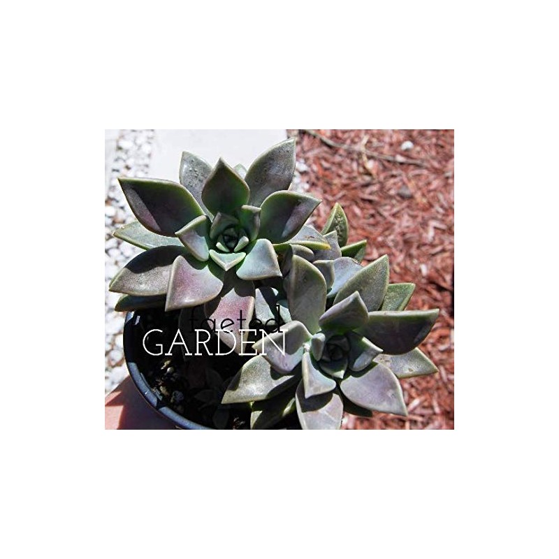 Ghost Plant Graptopetalum Pentandrum Superbum Flowering Succulent Rooted 2" Pot