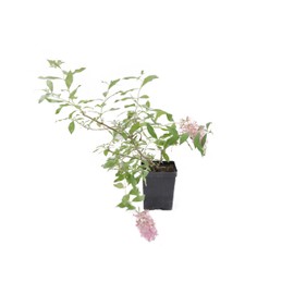 Greenwood Nursery: Live Shrub Plants - 'Pink Cascade' Butterfly Bush + Buddleja/Buddleia Davidii - [Qty: 3X Pint Pots] - (Click for Other Available Plants/Quantities)