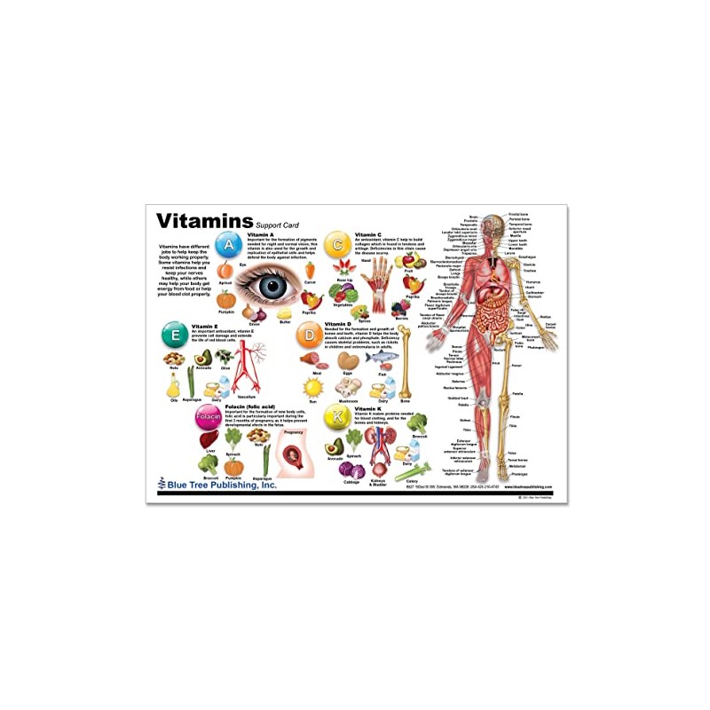 Blue Tree Publishing Vitamins and Anatomy Chart