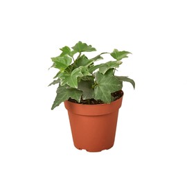 House Plant Shop | Ivy 'Glacier' - 4" Pot | Live Indoor Plant | Easy to Care | Natural Décor Plant | Great Gifts| Free Care Guide