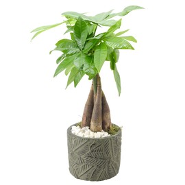 Arcadia Garden Products LV50 Money Tree, Live Indoor Plant in Tropico Leaf Ceramic Planter for Home, Work, or Gift, Green