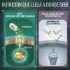 Ácido Alfa Lipoico Cúrcuma Vitamina B12 Energía Bienestar Oby Cápsulas