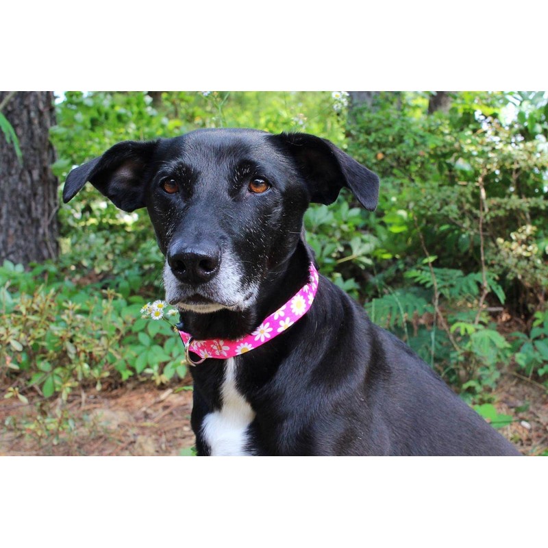Limeloot Pink Daisy Dog Collar, Spring Summer Dog Collar for