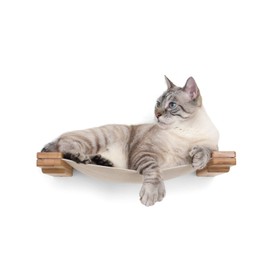 CatastrophiCreations Cat Lounge Hammock Wall Mounted Lounger for Climb and Play Furniture Cat Tree Shelves
