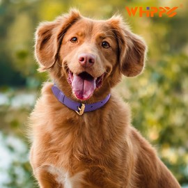 WHIPPY Leather Dog Collar for Small Dog Adjustable Soft Breathable Leather Padded Puppy Collar with Alloy Buckle Heavy Duty Waterproof Classic Dog Pet Collar,Purple,L